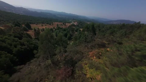 Aerial View Big Pine Forest With Deforested Areas In A Big Valley Stock-Footage 333199717