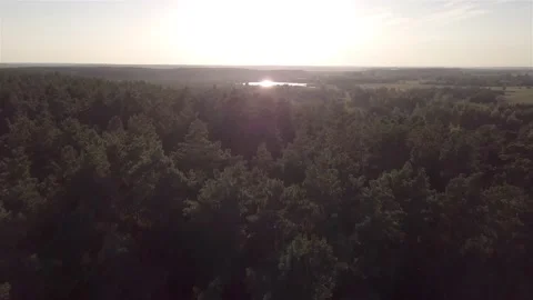 Aerial view of the birch forest, during sunset Stock Footage 148531654