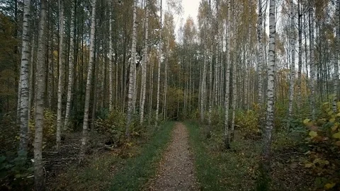 Aerial View Of Birch Forest In Fall Season Stock Footage 81283384