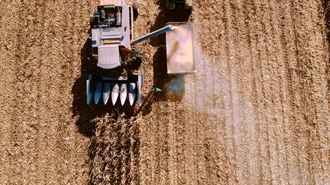 Aerial view, bird eye view of agriculture harvest during fall season. Combine ha Stock Footage 100971300
