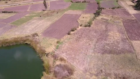 Aerial view of Bird Flock flying over the lake and fields. Stock Footage 80014213
