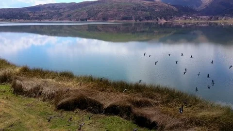 Aerial view of Bird Flock flying over the lake and fields. Stock Footage 80014520