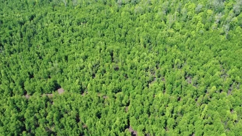 Aerial view of Bird Island which is full of mangrove forests and surrounded.. Stock Footage 263607252