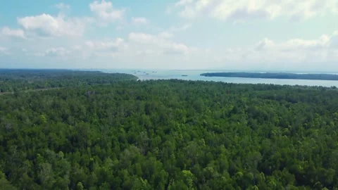 Aerial view of Bird Island which is full of mangrove forests and surrounded.. Stock Footage 263607667