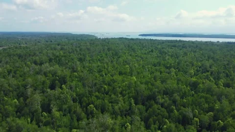 Aerial view of Bird Island which is full of mangrove forests and surrounded.. Stock Footage 263607674