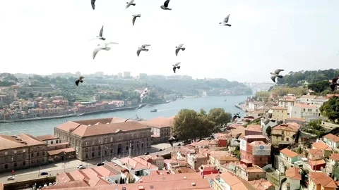 Aerial view of birds flying over the city - porto, portugal Stock Footage