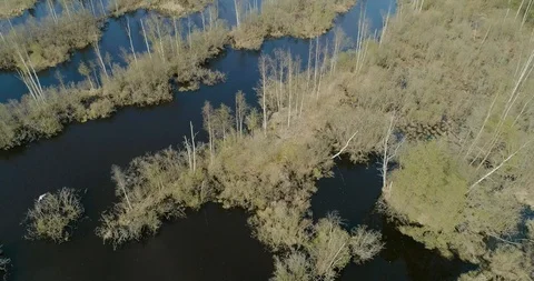 Aerial view of birds flying over wild marshland Stock Footage 105214432