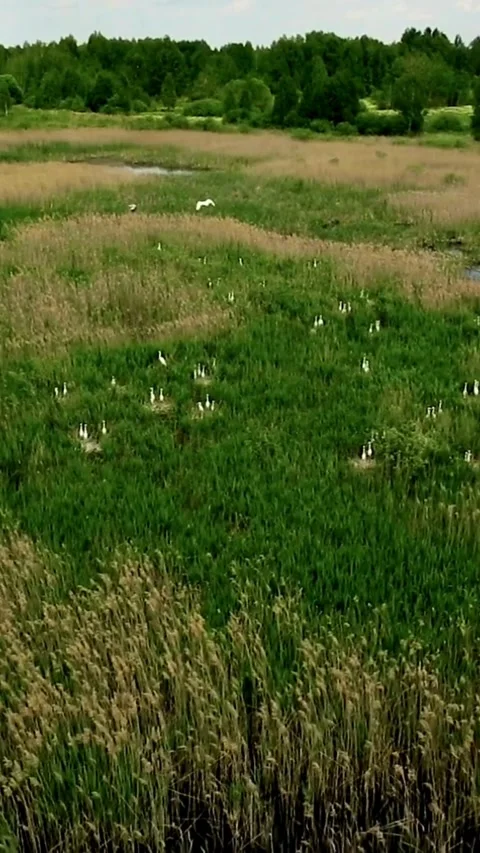 Aerial view of birds nesting in green wetlands Video stock 334168552