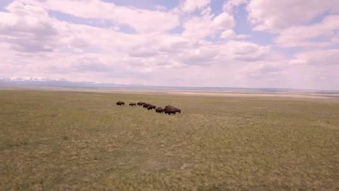 Aerial View of Bison Herd Crossing Open Prairie in Summer Stock Footage 314787192