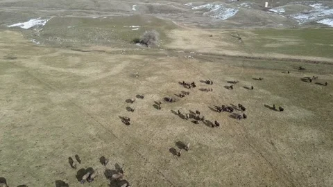 Aerial View of Bison Herd Grazing on Montana’s Flathead Reservation Vídeo Stock 345169363