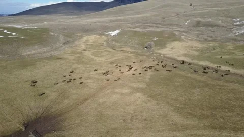 Aerial View of Bison Herd Grazing on Montana’s Flathead Reservation Vídeo Stock 345169375