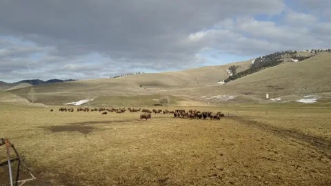Aerial View of Bison Herd Grazing on Montana’s Flathead Reservation Vídeo Stock 345169409