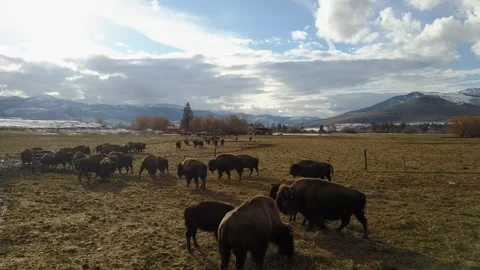 Aerial View of Bison Herd Grazing on Montana’s Flathead Reservation Vídeo Stock 345169410
