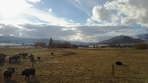 Aerial View of Bison Herd Grazing on Montana’s Flathead Reservation Vídeo Stock 345169433