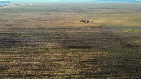 Aerial view of bisons running in a large field. Stock Footage 119540155