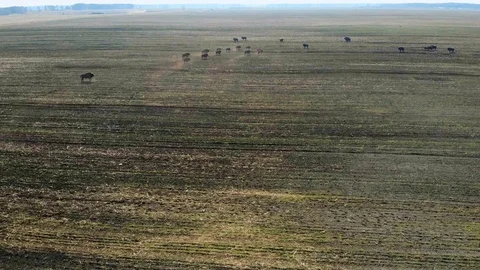 Aerial view of bisons running in a large field. Stock Footage 119540496