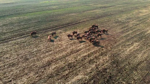 Aerial view of bisons running in a large field. Stock Footage 119541011