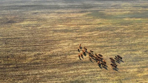 Aerial view of bisons running on open grass land. Stock Footage 119539852