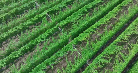 Aerial view of bitter melon crops in garden Video stock 258688144