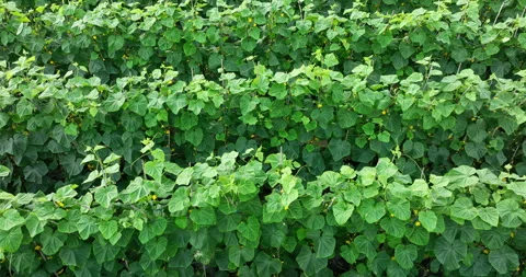 Aerial view of bitter melon crops in garden Stock Footage 262996793