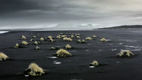 Aerial view of Black Beach Texture in Iceland. Yellow grass icelandic moss Stock-Footage 167512964