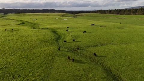 Aerial View of Black Cows Grazing in Green Pasture at Sunset New Zealand Stock Footage 342285729