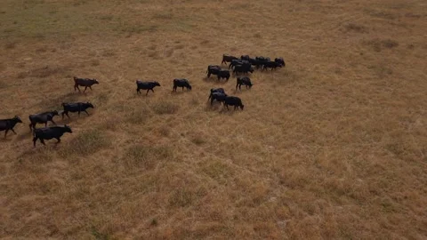 Aerial view of black cows herd grazing in dry golden pasture field video stock Stock Footage 343783382