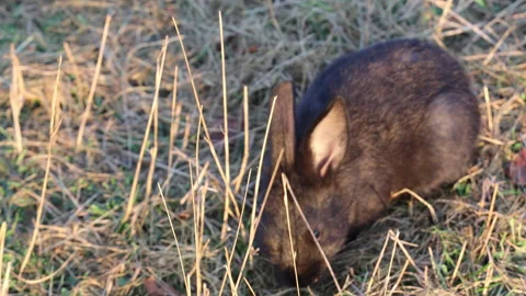 An aerial view of a black rabbit eating grass	 Vídeos de archivo 283460839