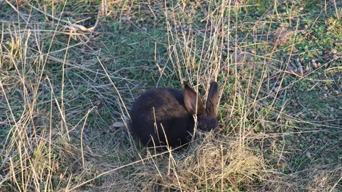 An aerial view of a black rabbit eating grass	 動画素材 283462445