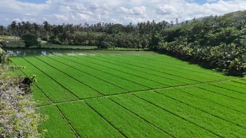 Aerial view of black sand beach next to rice fields in Bali, Indonesia Stock Footage 320514479