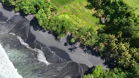 Aerial view of black sand beach next to rice fields in Bali, Indonesia Stock Footage 320514539