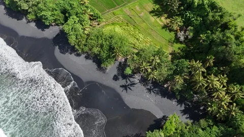 Aerial view of black sand beach next to rice fields in Bali, Indonesia Stock Footage 320514560