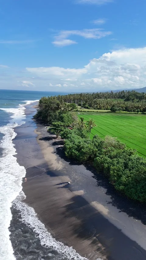 Aerial view of black sand beach next to rice fields in Bali, Indonesia Stock Footage 320514584