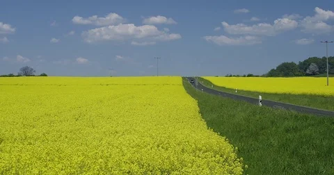 Aerial view of blooming Canola fields along a Country Road Видео 74506685