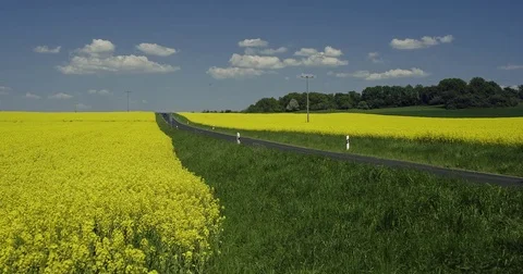 Aerial view of blooming Canola fields along a Country Road Stock Footage 74508332