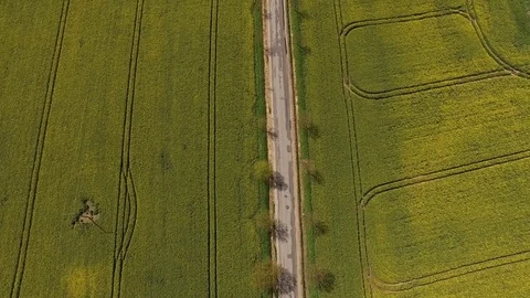 Aerial view of blooming Canola rape fields along a Country Road Stock Footage 75441844