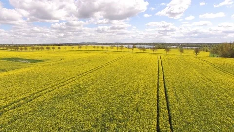 Aerial view of blooming Canola rape fields with a lake under blue sky in germany Stock Footage 75442169