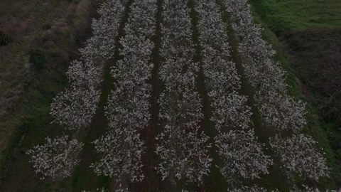 Aerial view of blooming cherry trees in rows on a French spring farm Stock Footage 312063784