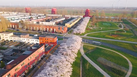 Aerial View of Blooming Cherry Trees in Almere Regenboogbuurt Neighborhood 動画素材 331264116