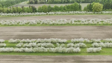 Aerial view of blooming fruit trees in a rural orchard, Lithuania. Stock Footage 344997411