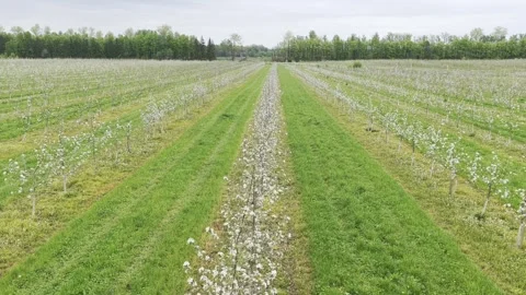Aerial view of blooming fruit trees in Ziezmariai, Lithuania. Stock Footage 344997430