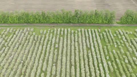 Aerial view of blooming fruit trees in Ziezmariai, Lithuania. Stock Footage 344997452