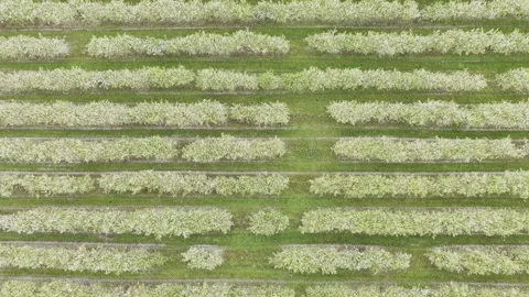 Aerial view of blooming fruit trees in an orchard, Lithuania. Stock Footage 344997468