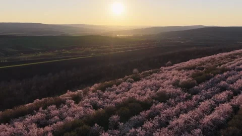 Aerial view of blooming pink fruit trees orchard landscape at sunset golden.. Stock Footage 339468584