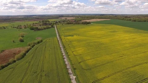 Aerial view of blooming  rape fields along a Country Road. A Car is passing by Stock Footage 75440927