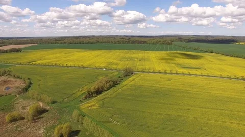 Aerial view of blooming  rape fields along a Country Road.  Car is passing by Stock Footage 75441416
