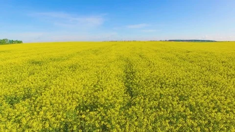 Aerial view of blooming rape fields and blue sky Stock Footage 75639271