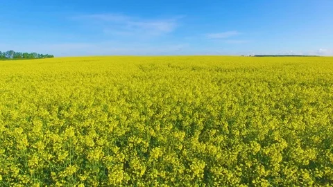 Aerial view of blooming rape fields and blue sky Stock Footage 75640469