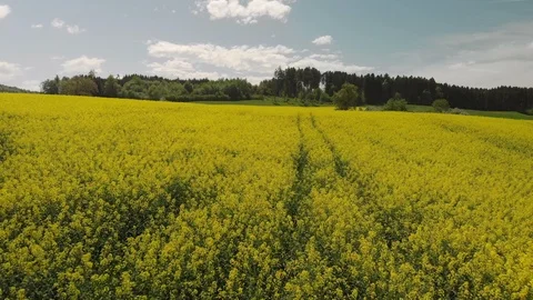 Aerial view of blooming Rapeseed Fields at a sunny Day Video stock 98160575