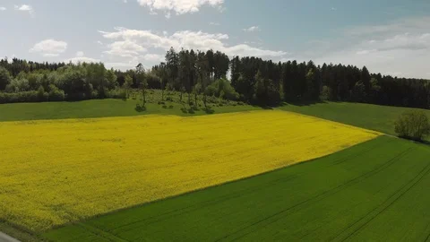 Aerial view of blooming Rapeseed Fields at a sunny Day Video stock 98232505